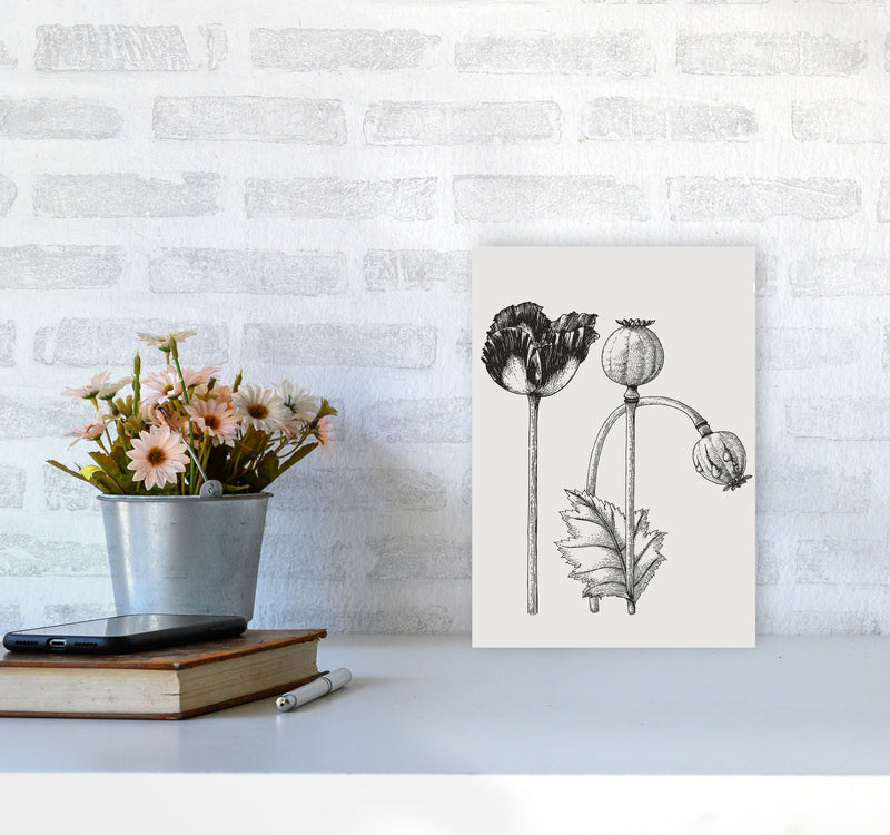 Vintage Poppy Plant Art Print by Jason Stanley A4 Black Frame
