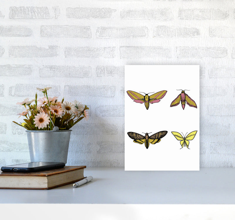 Vintage Moths Art Print by Jason Stanley A4 Black Frame