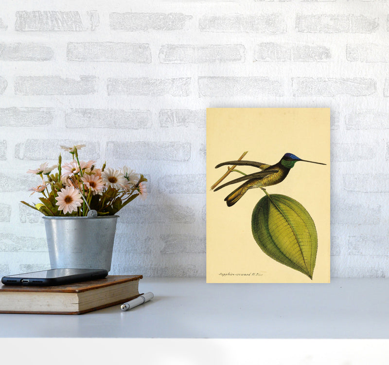 Sapphire Crowned Hummingbird Art Print by Jason Stanley A4 Black Frame