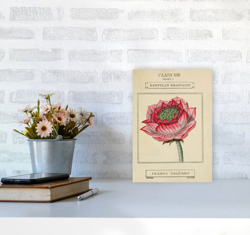 Vintage Flower Series 7 Art Print by Jason Stanley A4 Black Frame