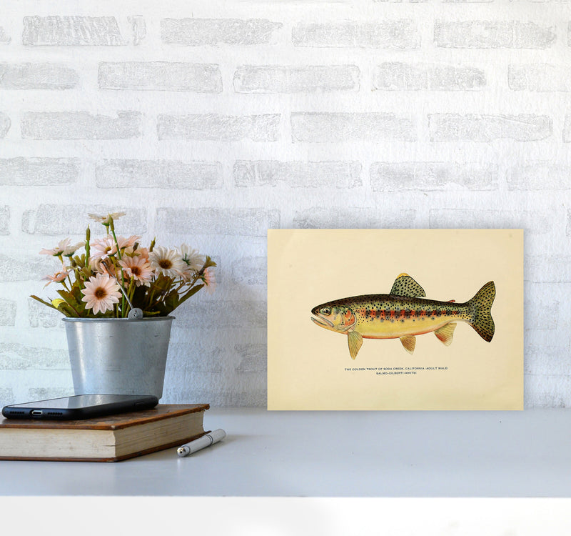 Golden Trout Illustration Art Print by Jason Stanley A4 Black Frame