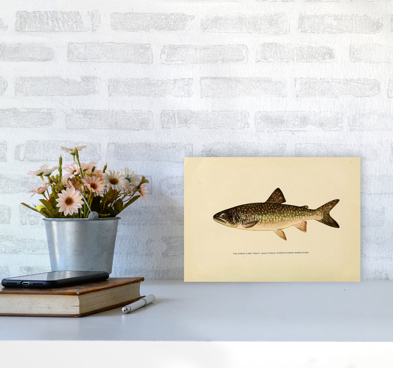 Lake Trout Illustration Art Print by Jason Stanley A4 Black Frame