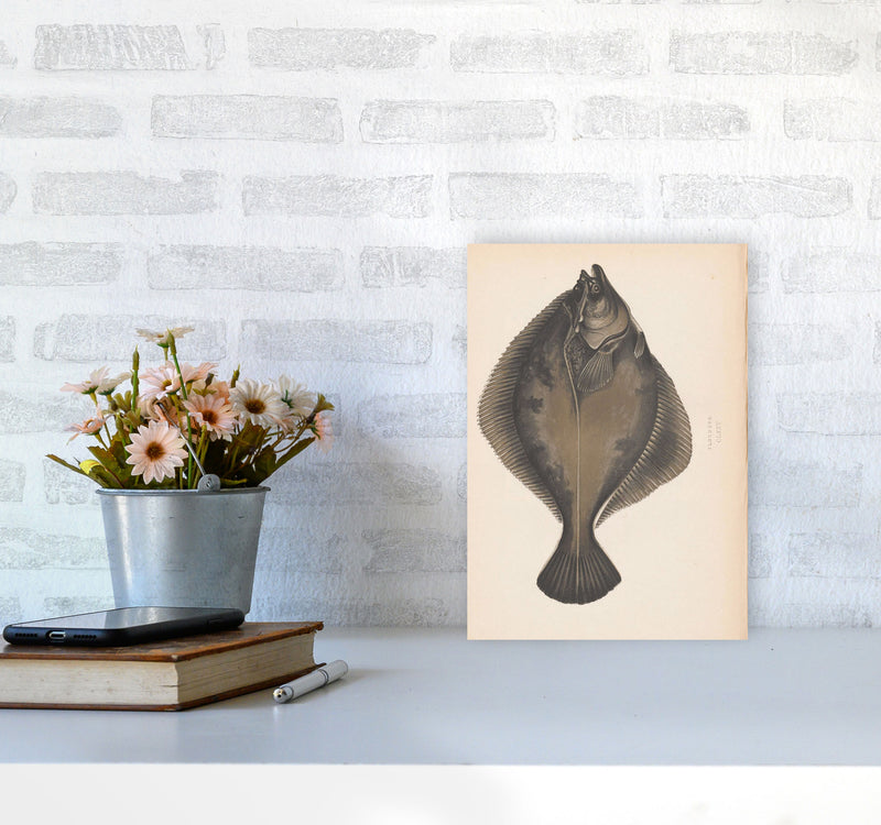 Vintage Flounder Art Print by Jason Stanley A4 Black Frame