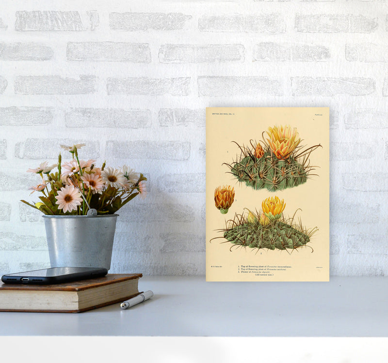 Cactus Series 9 Art Print by Jason Stanley A4 Black Frame