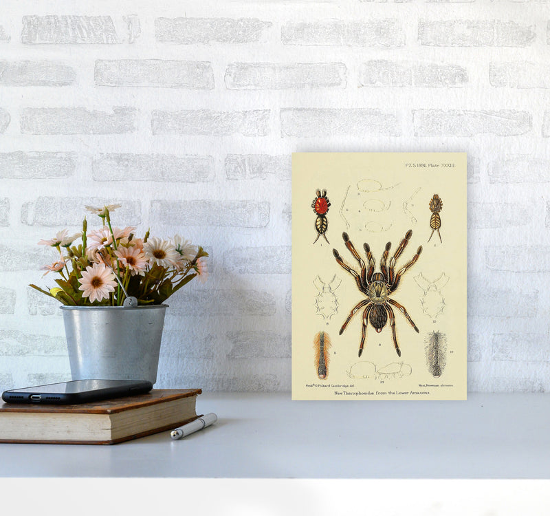 Vintage Tarantula Art Print by Jason Stanley A4 Black Frame