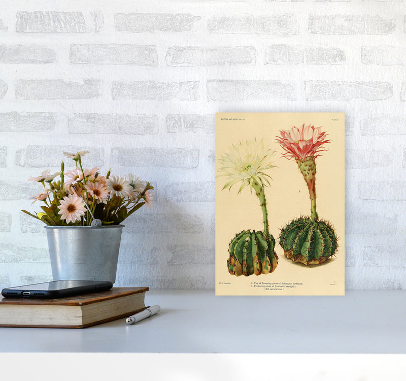 Cactus Series 5 Art Print by Jason Stanley A4 Black Frame