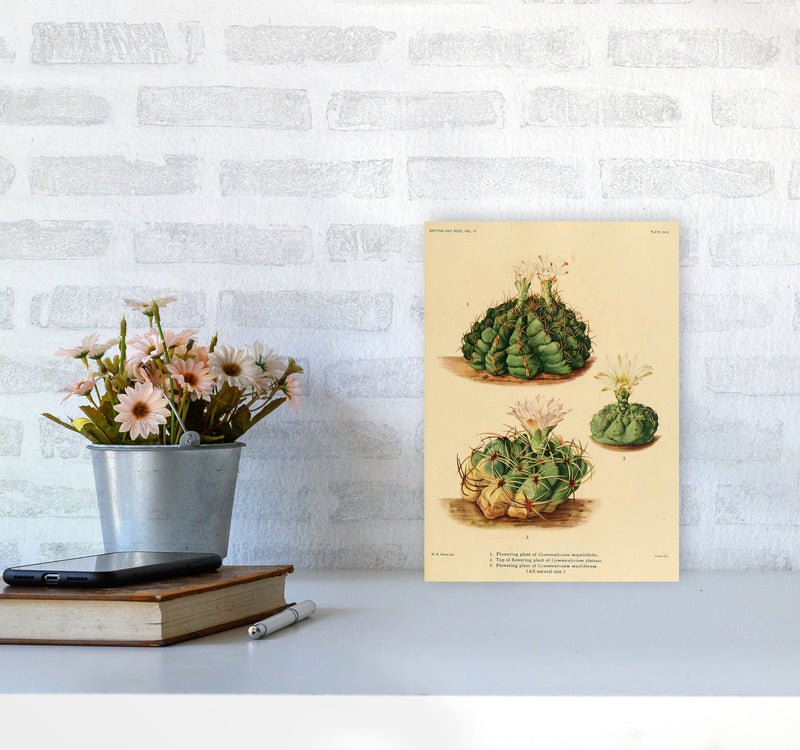 Cactus Series 13 Art Print by Jason Stanley A4 Black Frame