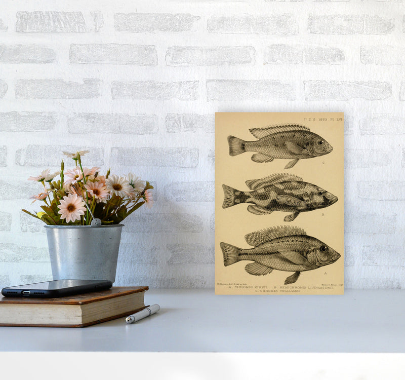 Various Fish Art Print by Jason Stanley A4 Black Frame