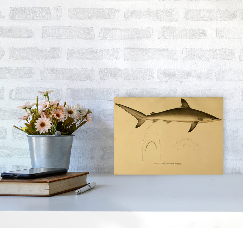 Shark Series 4 Art Print by Jason Stanley A4 Black Frame