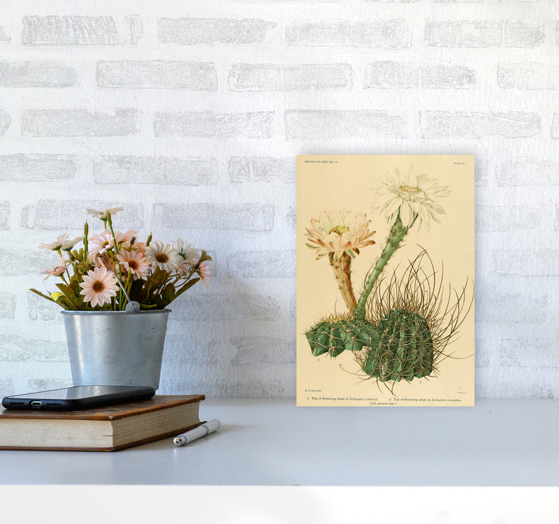 Cactus Series 6 Art Print by Jason Stanley A4 Black Frame