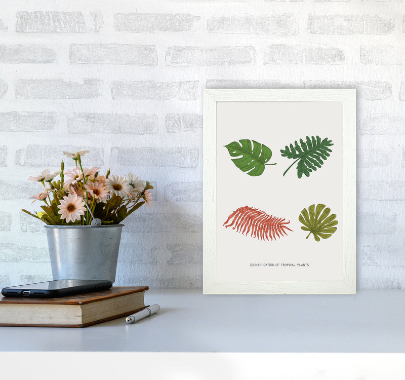 Identification Of Tropical Plants Art Print by Jason Stanley A4 Oak Frame