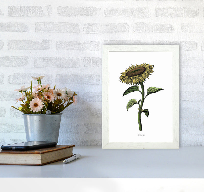Sunflowers For President Art Print by Jason Stanley A4 Oak Frame