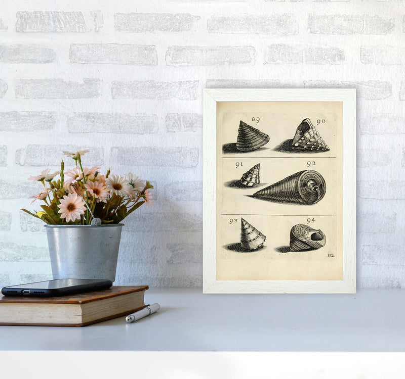 Set Of Vintage Shells Art Print by Jason Stanley A4 Oak Frame