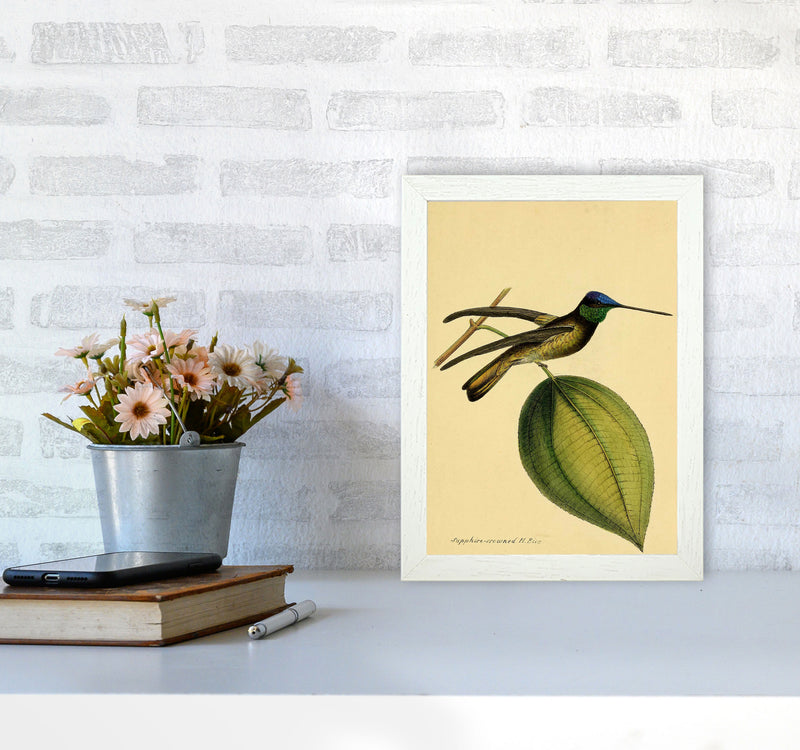 Crowned Humming Bird Art Print by Jason Stanley A4 Oak Frame