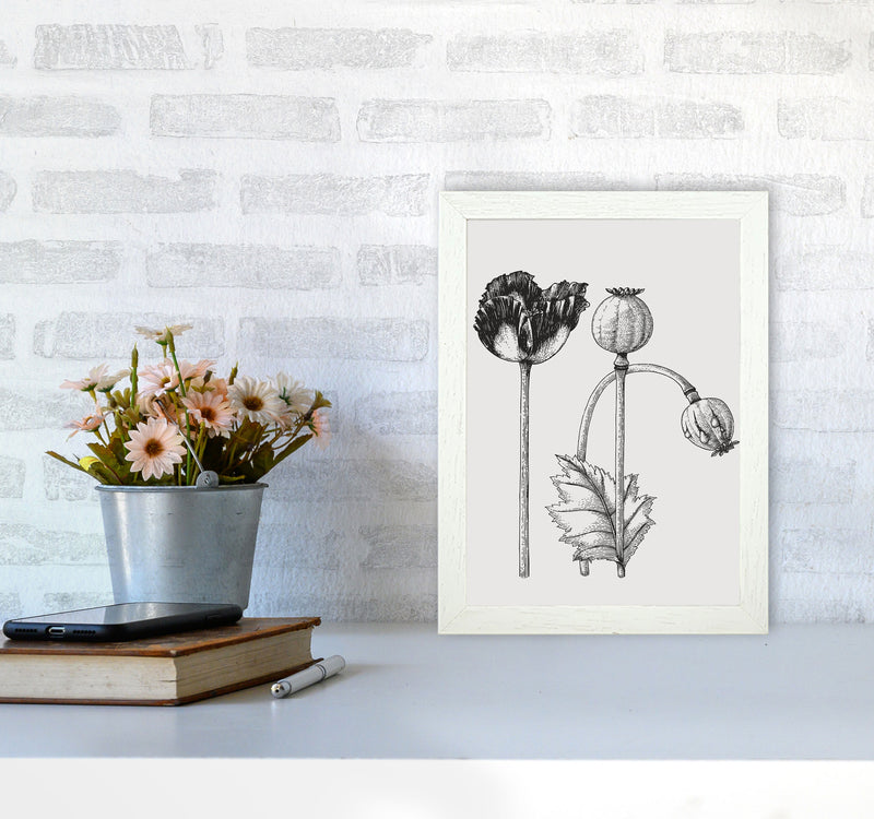 Vintage Poppy Plant Art Print by Jason Stanley A4 Oak Frame