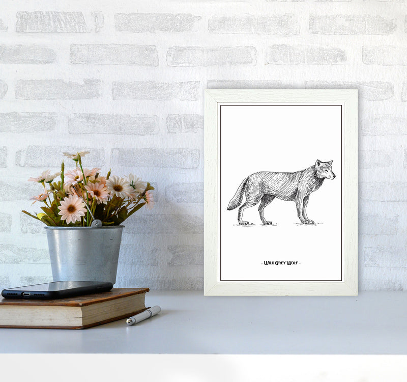 Wild Grey Wolf Art Print by Jason Stanley A4 Oak Frame