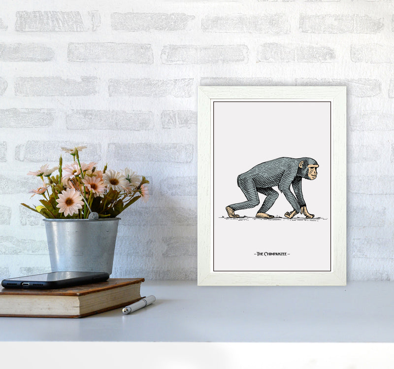 The Chimpanzee Art Print by Jason Stanley A4 Oak Frame
