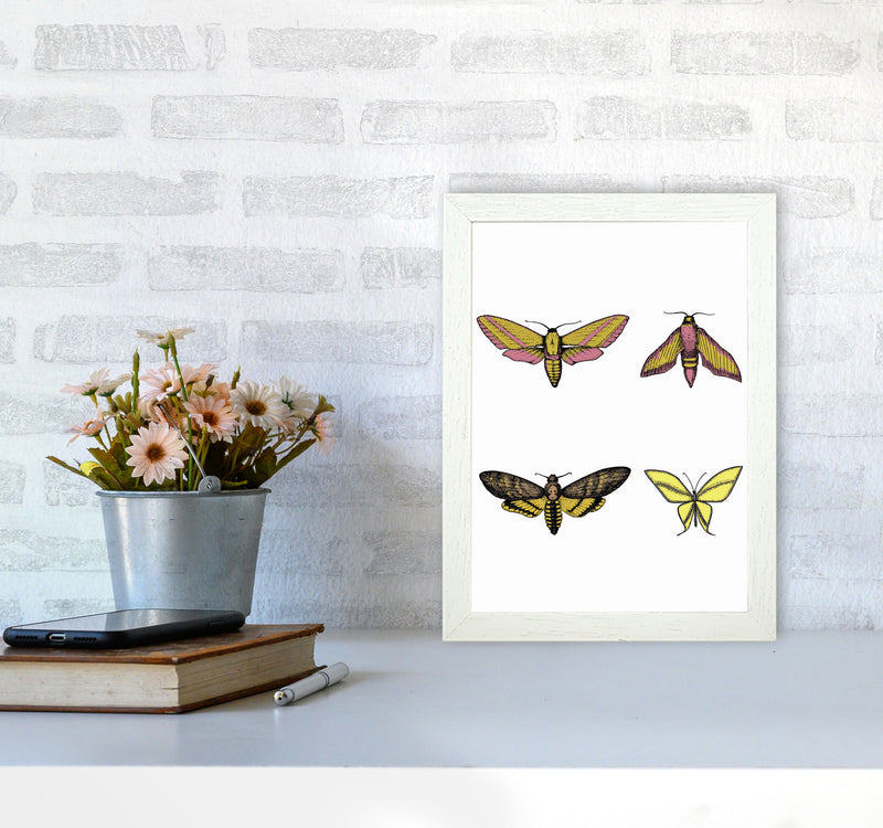 Vintage Moths Art Print by Jason Stanley A4 Oak Frame