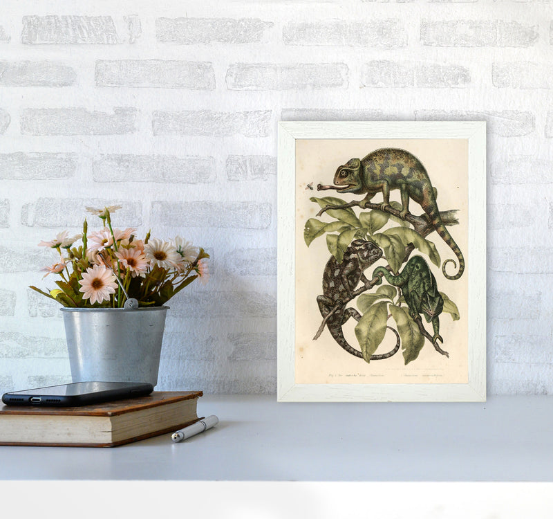 Vintage Chameleon Illustration Art Print by Jason Stanley A4 Oak Frame