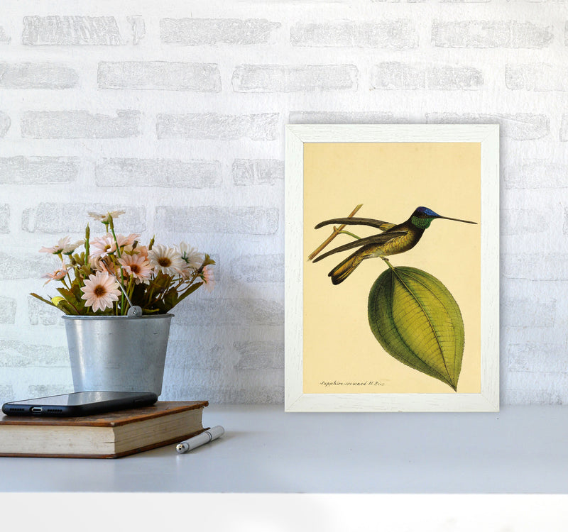 Sapphire Crowned Hummingbird Art Print by Jason Stanley A4 Oak Frame