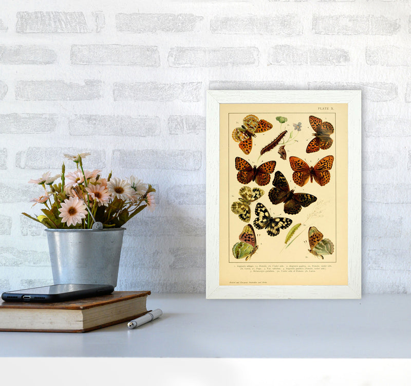Vintage Butterfly Illustration Art Print by Jason Stanley A4 Oak Frame