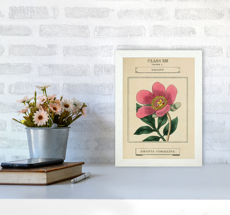 Vintage Flower Series 6 Art Print by Jason Stanley A4 Oak Frame