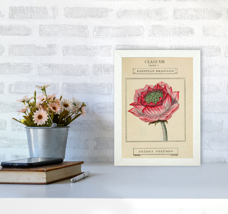 Vintage Flower Series 7 Art Print by Jason Stanley A4 Oak Frame