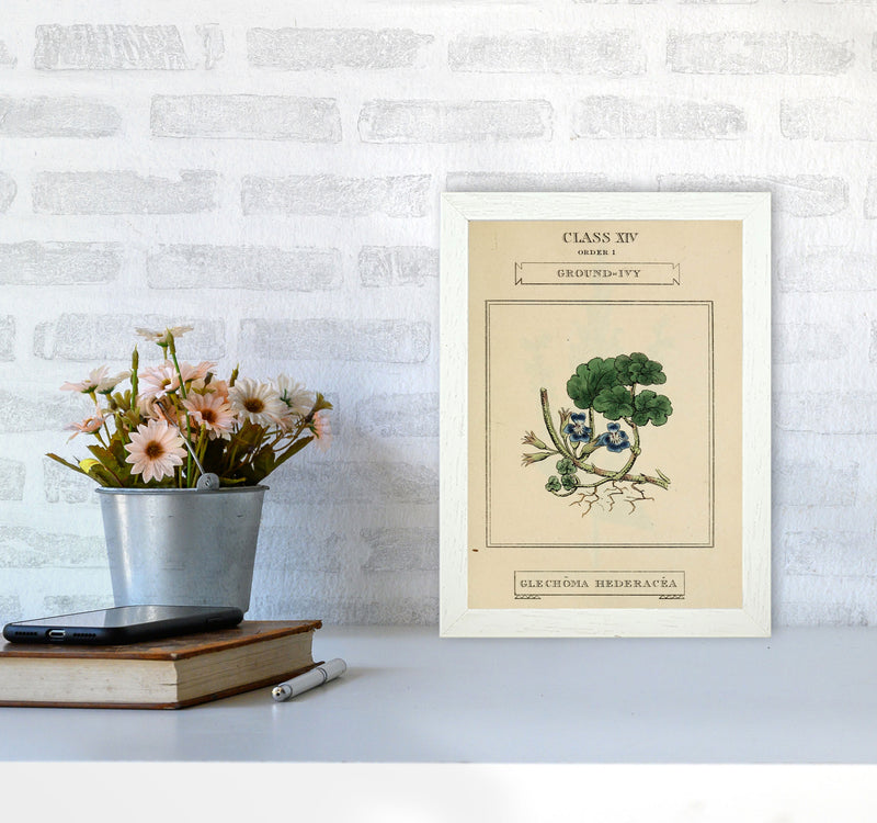 Vintage Flower Series 8 Art Print by Jason Stanley A4 Oak Frame