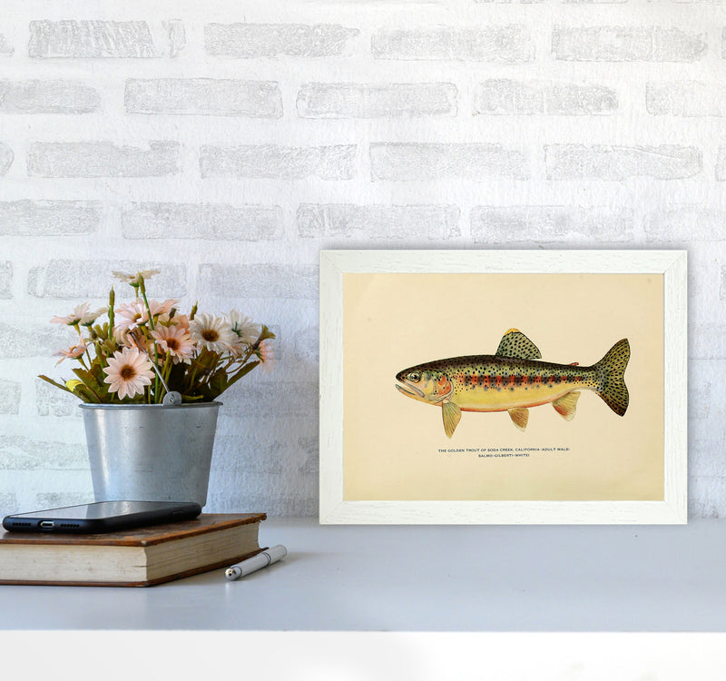 Golden Trout Illustration Art Print by Jason Stanley A4 Oak Frame