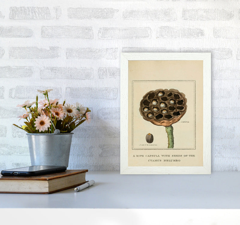 Vintage Flower Series 3 Art Print by Jason Stanley A4 Oak Frame