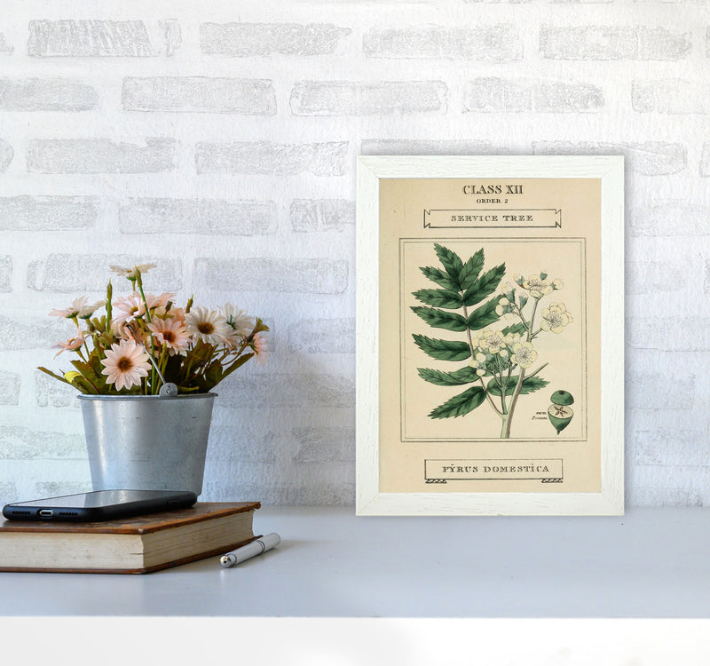 Vintage Flower Series 5 Art Print by Jason Stanley A4 Oak Frame