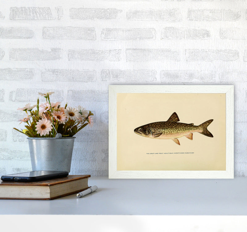 Lake Trout Illustration Art Print by Jason Stanley A4 Oak Frame