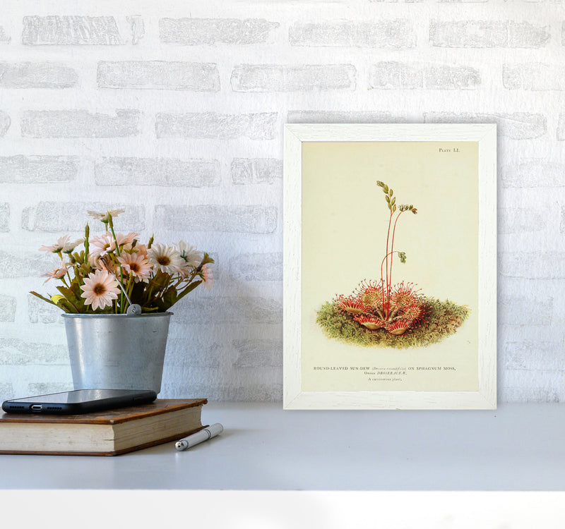 A Carnivorous Plant Art Print by Jason Stanley A4 Oak Frame