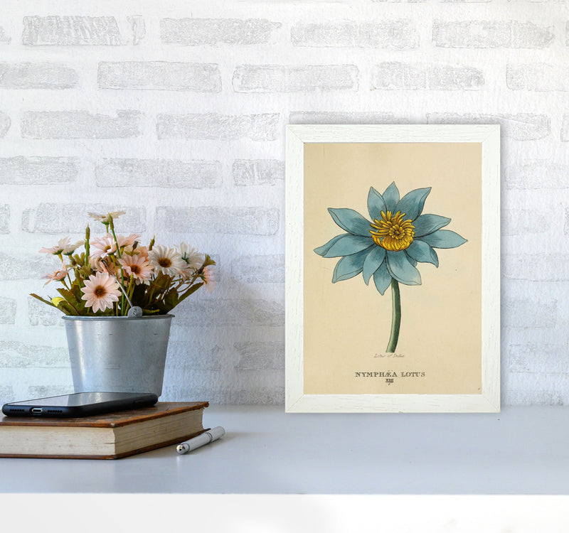 Vintage Lotus Flower Art Print by Jason Stanley A4 Oak Frame