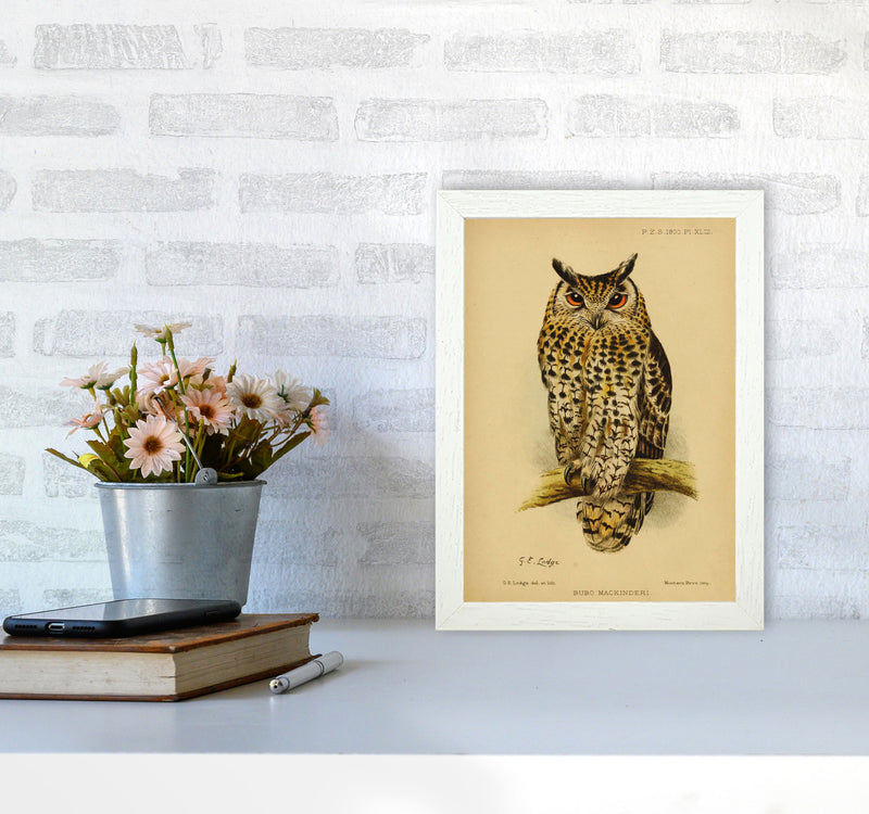 Vintage Owl Copy Art Print by Jason Stanley A4 Oak Frame