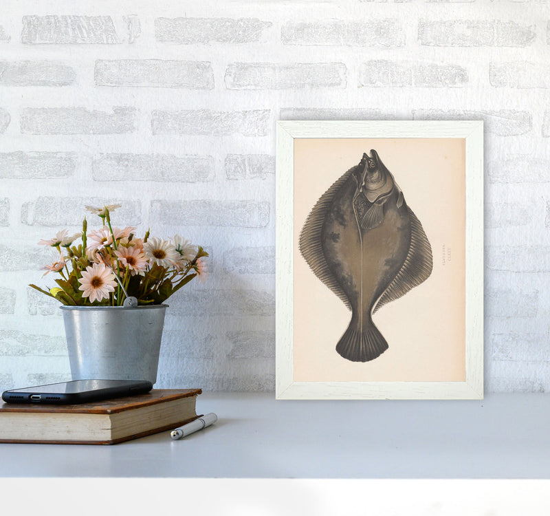 Vintage Flounder Art Print by Jason Stanley A4 Oak Frame