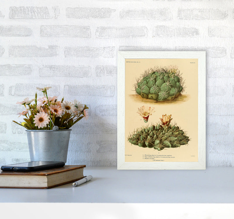 Cactus Series 12 Art Print by Jason Stanley A4 Oak Frame