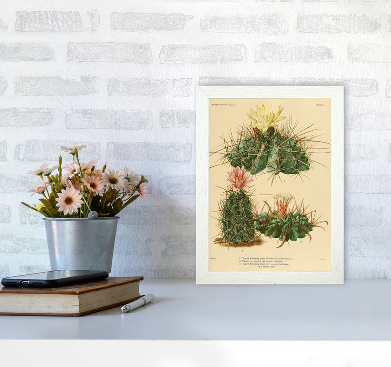 Cactus Series 11 Art Print by Jason Stanley A4 Oak Frame