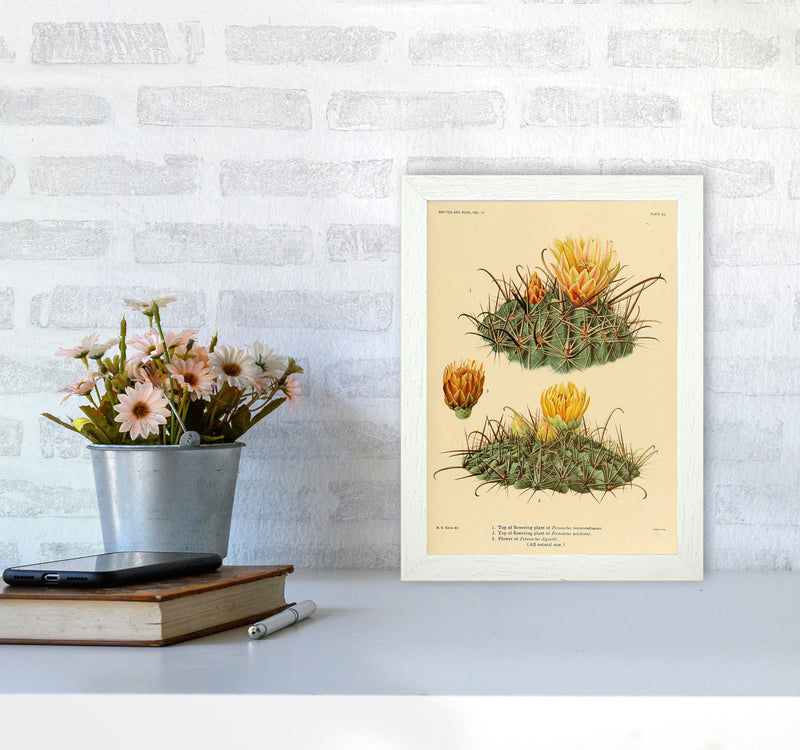 Cactus Series 9 Art Print by Jason Stanley A4 Oak Frame