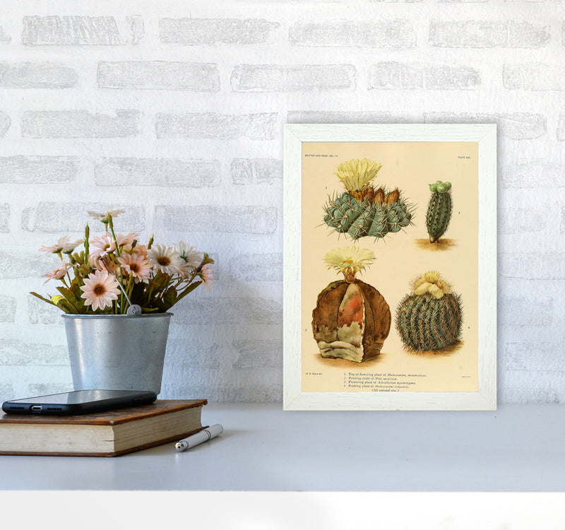 Cactus Series 16 Art Print by Jason Stanley A4 Oak Frame