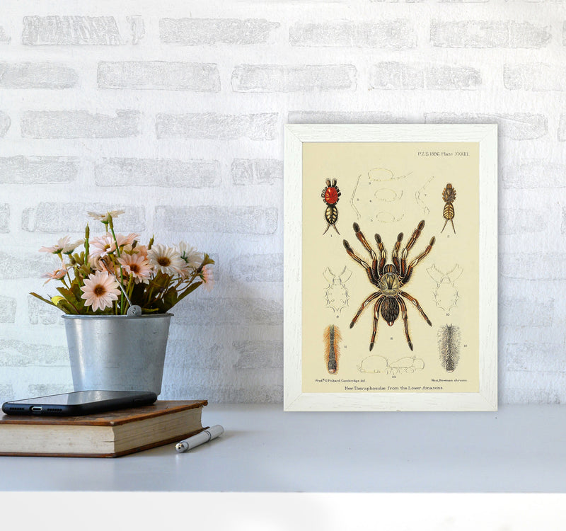 Vintage Tarantula Art Print by Jason Stanley A4 Oak Frame