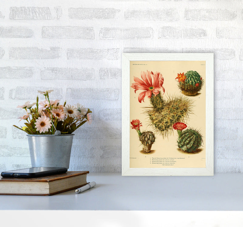 Cactus Series 4 Art Print by Jason Stanley A4 Oak Frame