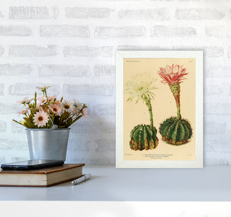 Cactus Series 5 Art Print by Jason Stanley A4 Oak Frame