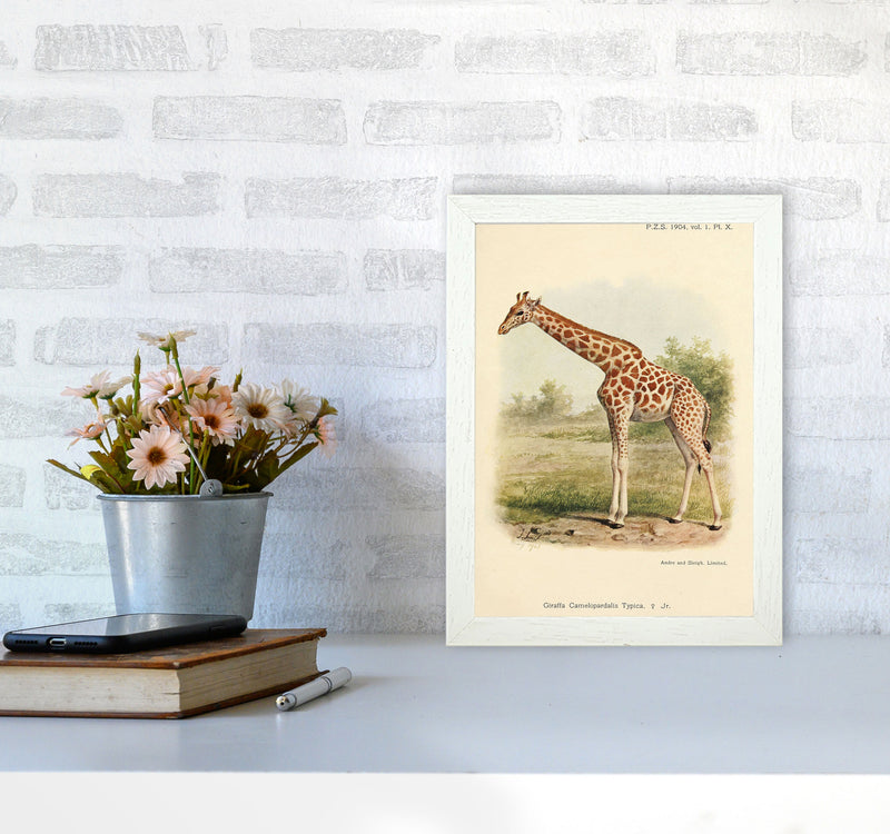 The Gentle Giraffe Art Print by Jason Stanley A4 Oak Frame