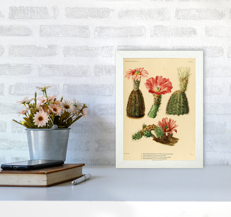 Cactus Series 2 Art Print by Jason Stanley A4 Oak Frame