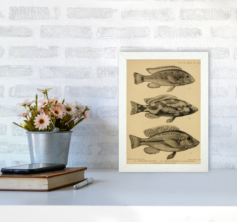 Various Fish Art Print by Jason Stanley A4 Oak Frame