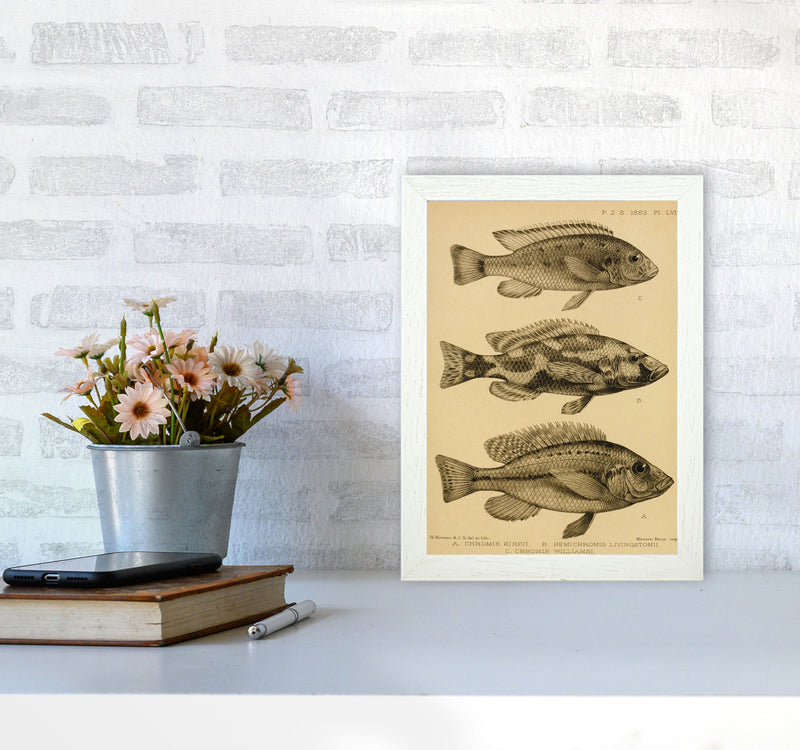 Vintage Fish Art Print by Jason Stanley A4 Oak Frame