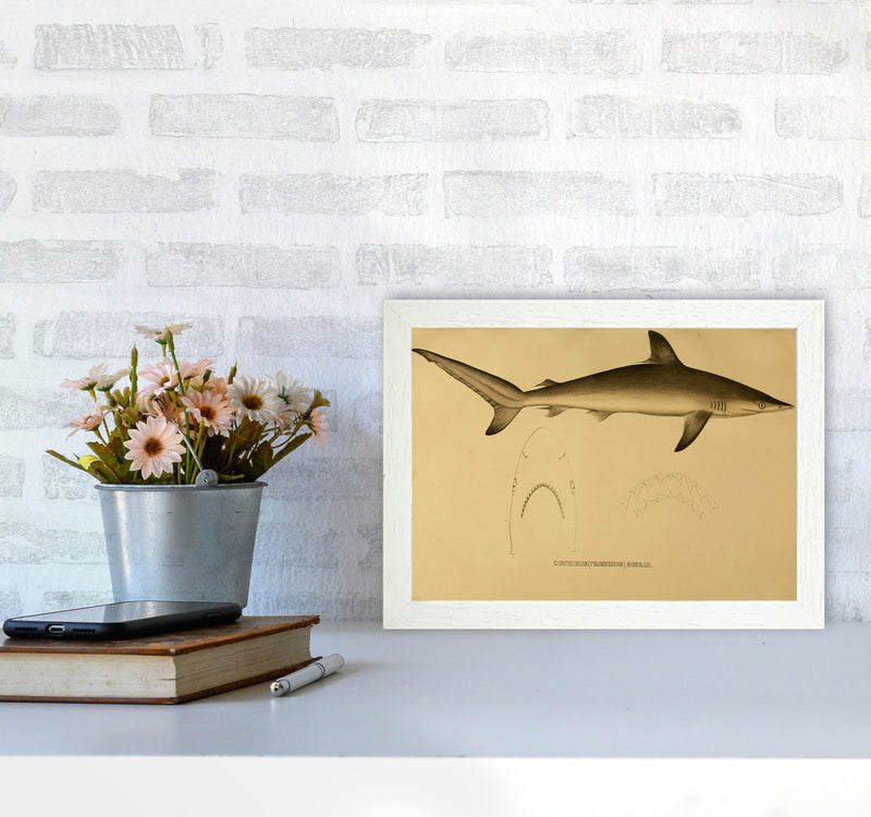 Shark Series 4 Art Print by Jason Stanley A4 Oak Frame