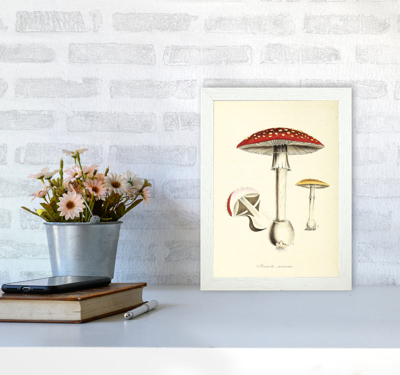 Magic Mushrooms Art Print by Jason Stanley A4 Oak Frame