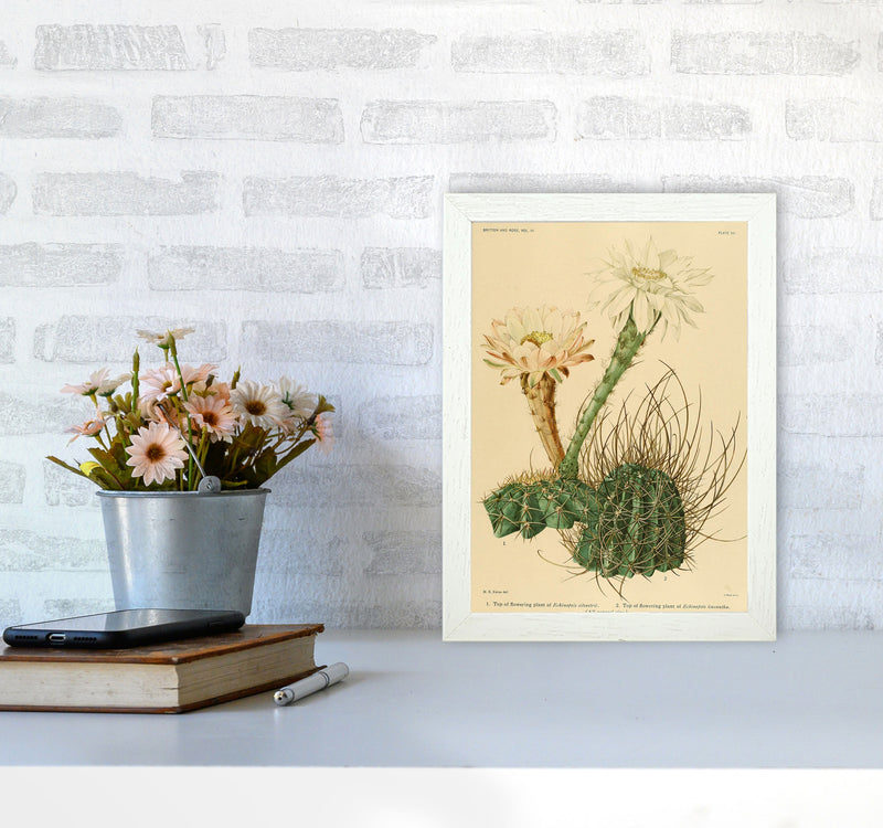 Cactus Series 6 Art Print by Jason Stanley A4 Oak Frame